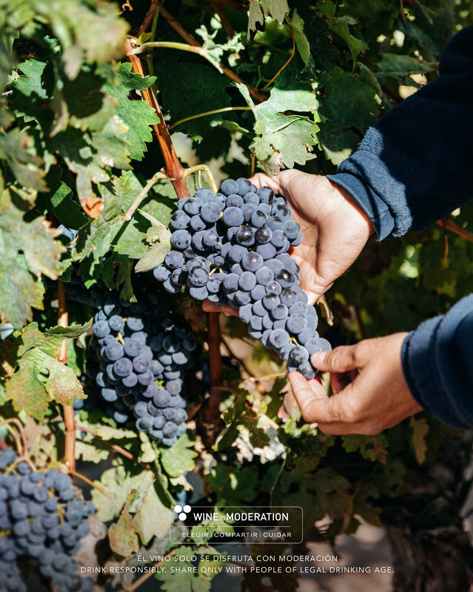 Cruz de Alba tweet media