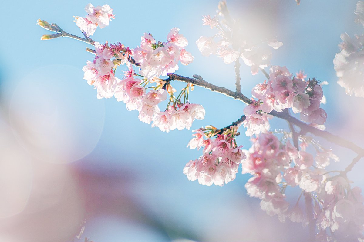 szuuxlo's tweet photo. オールドレンズで花撮るの楽しい💐
 #花の日なのでTLを花で埋め尽くそう https://t.co/vaIkKPPo8o