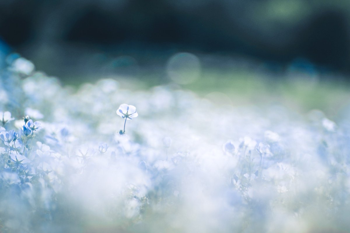 szuuxlo's tweet photo. オールドレンズで花撮るの楽しい💐
 #花の日なのでTLを花で埋め尽くそう https://t.co/vaIkKPPo8o