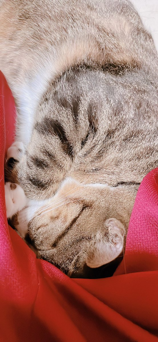 tota_0117's tweet photo. 最近の甘えた具合が半端ない【きなこ君】

常に足の間に来る｡そして寝る💤
可愛いけど……動かれへん💦

#猫好きさんと繋がりたい #猫のお昼寝 #猫写真 #癒し系  #うちの子が可愛すぎる件 #キジシロ #ツンデレ猫 https://t.co/D4fAe2QF1Z