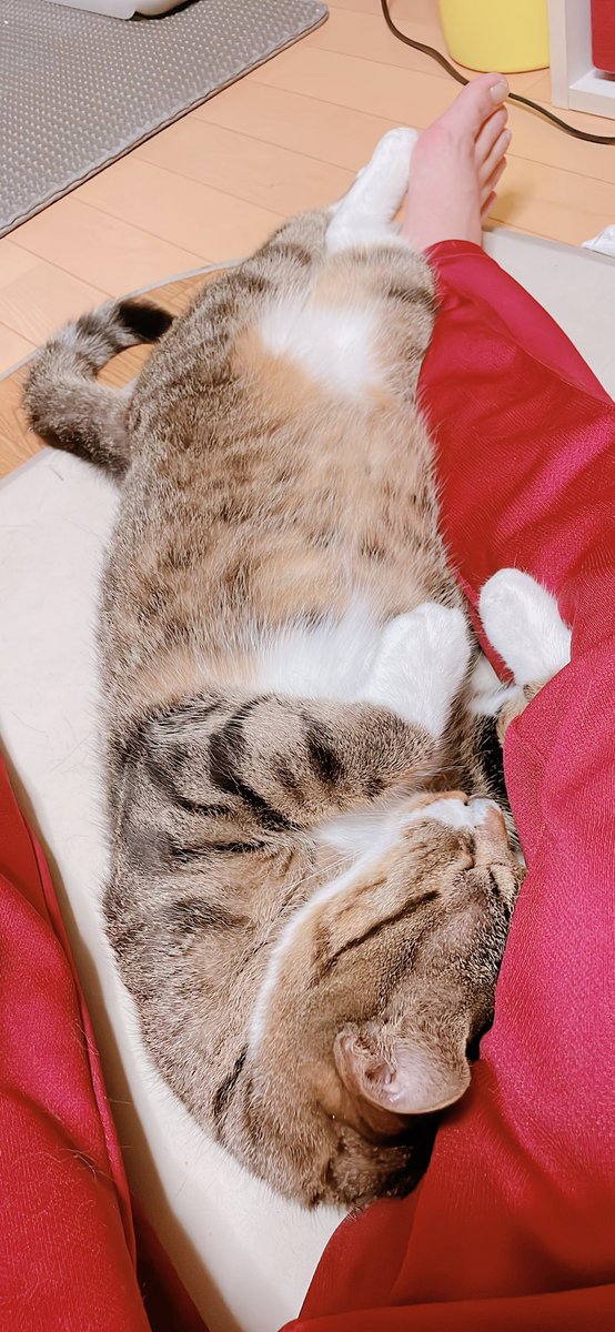 tota_0117's tweet photo. 最近の甘えた具合が半端ない【きなこ君】

常に足の間に来る｡そして寝る💤
可愛いけど……動かれへん💦

#猫好きさんと繋がりたい #猫のお昼寝 #猫写真 #癒し系  #うちの子が可愛すぎる件 #キジシロ #ツンデレ猫 https://t.co/D4fAe2QF1Z