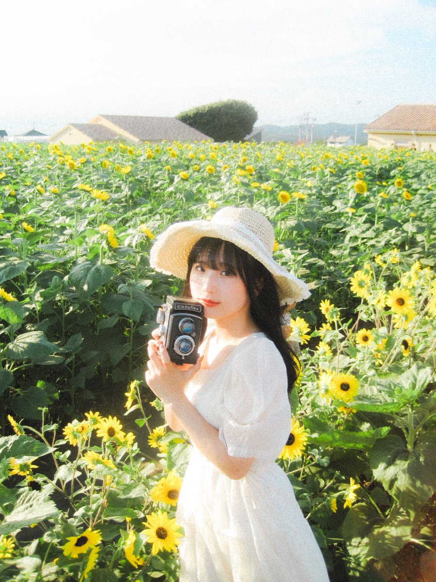 向日葵