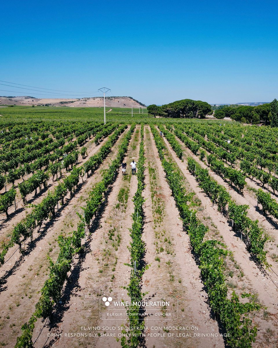 Cruz de Alba tweet media