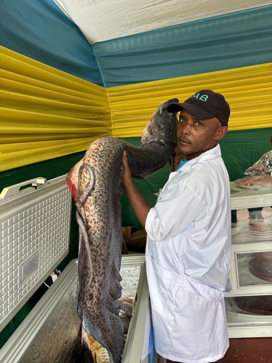 niyo_charles's tweet photo. Have you eaten this? Or you are just looking at this image 😂 perhaps you did not understand it. In Rwanda, we call it #Imamba because it looks like a black mamba snake! (But not a snake 🐍)🤷‍♂️. Visit the stand of @RwandaAgriBoard 

#RwandaAgriShow2024
#AgInfluencersRw https://t.co/osVARV9Iiv