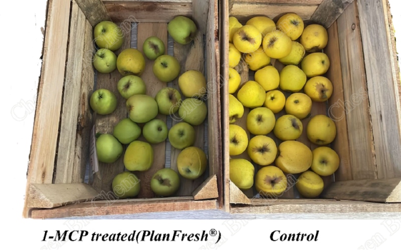 planfresh1mcp's tweet photo. Golden Delicious apples treated with PlanFresh(1-MCP) retained firmness, color, and longer shelf life.
PlanFresh can be used on all varieties of apples 🍎 🍏
📧 lee@chesenbio.com
📱 +86 15905691553(WhatsApp) https://t.co/FKxlAVWVRv