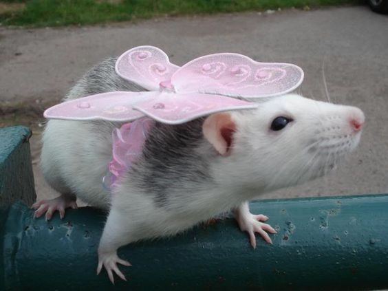 rattties's tweet photo. @iamgleafer @Mr_AZ_Fell @RaeLynFox @Catastrfy @SerpensDiabolus ~Squeak! https://t.co/LocUjsXtVi