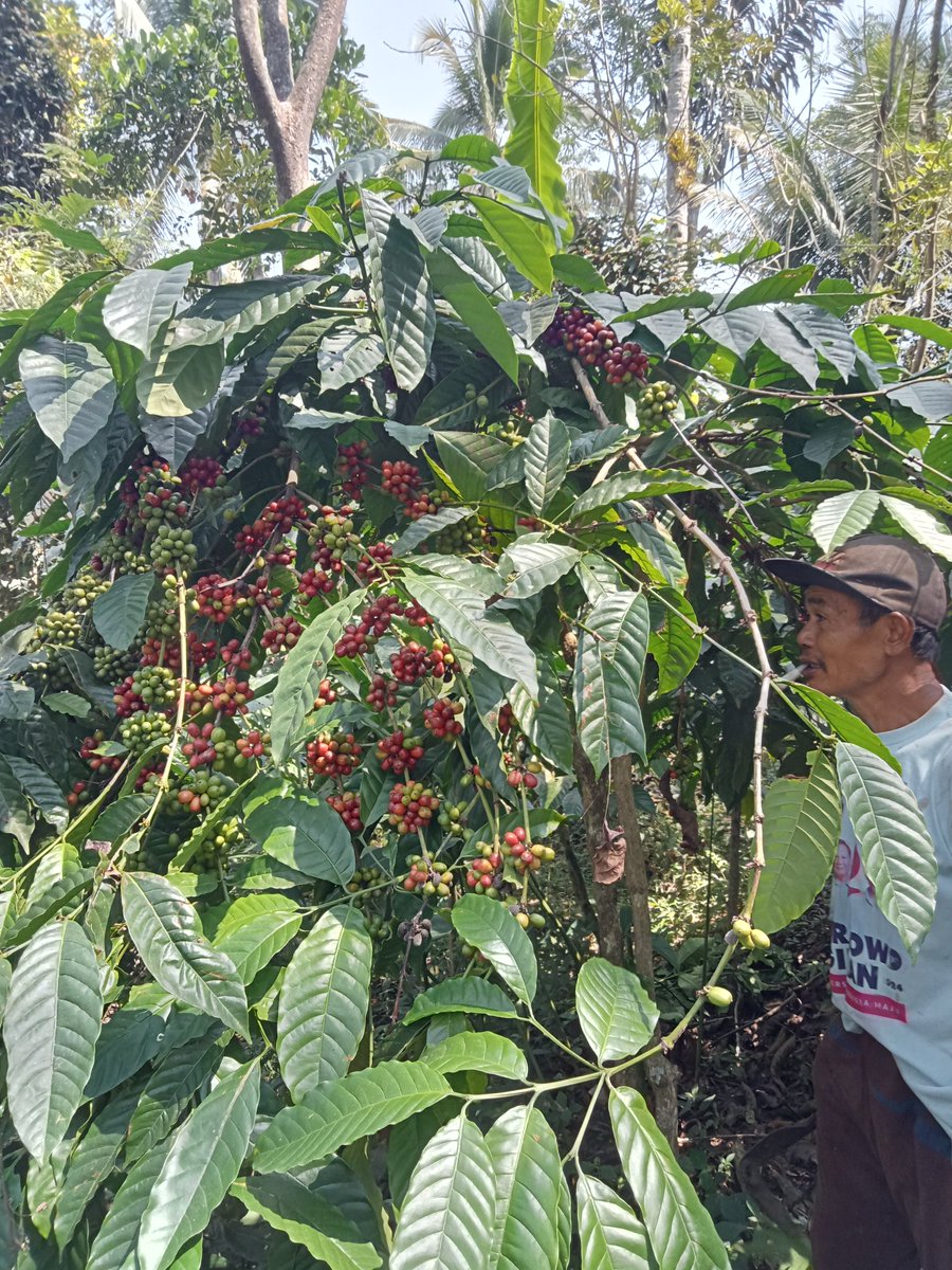 meetmeinbtm's tweet photo. Panen kopi c @ArifPetaniKopi https://t.co/O7CXNLxTjV