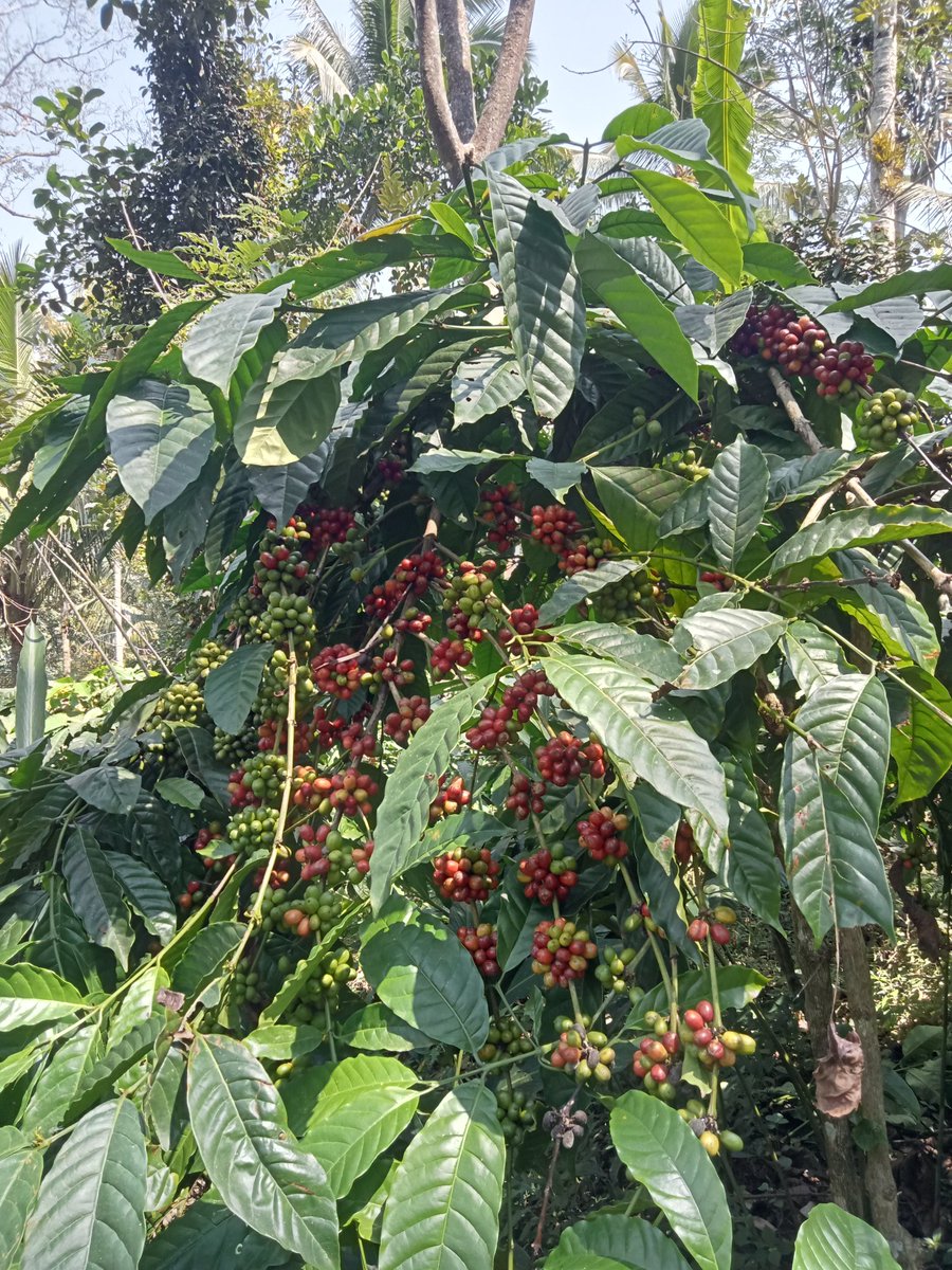 meetmeinbtm's tweet photo. Panen kopi c @ArifPetaniKopi https://t.co/O7CXNLxTjV