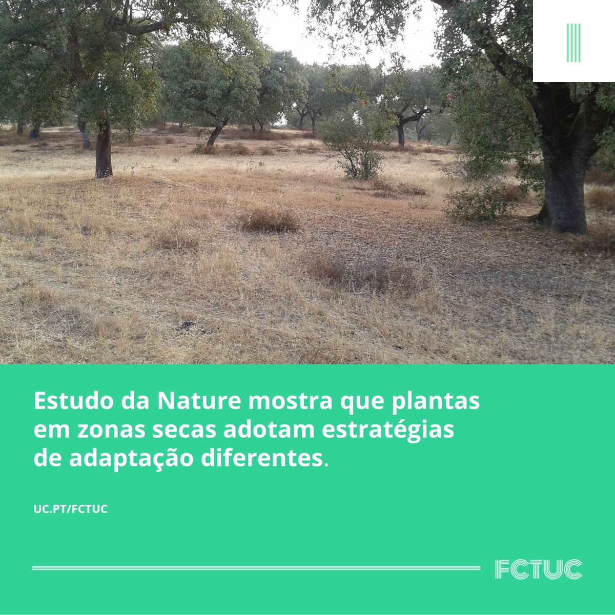 FCTUC (@fctuc) on Twitter photo Estudo da Nature mostra que plantas em zonas secas adotam estratégias de adaptação diferentes. 
Mais detalhe sobre esta investigação em: 
uc.pt/fctuc/noticias… Estudo da Nature mostra que plantas em zonas secas adotam estratégias de adaptação diferentes. 
Mais detalhe sobre esta investigação em: 
uc.pt/fctuc/noticias…