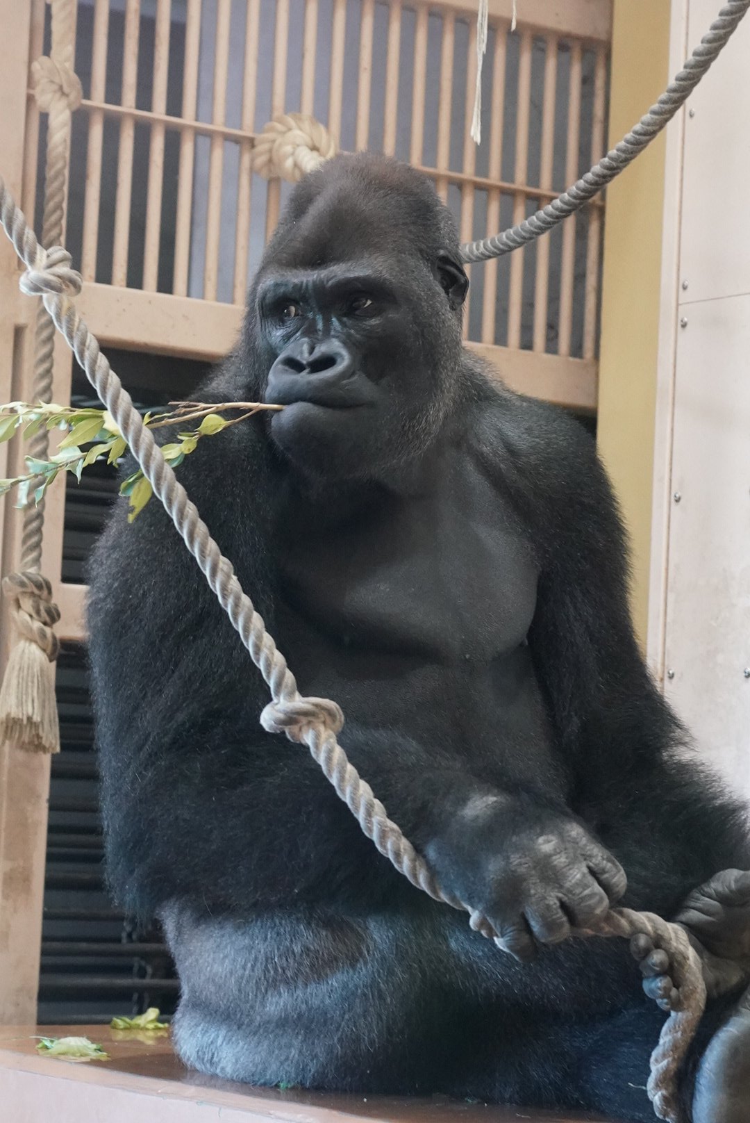 ゴリラ・ゴリラ・ゴリラ Gorilla⭐️Genki was finally able to fall asleep after being