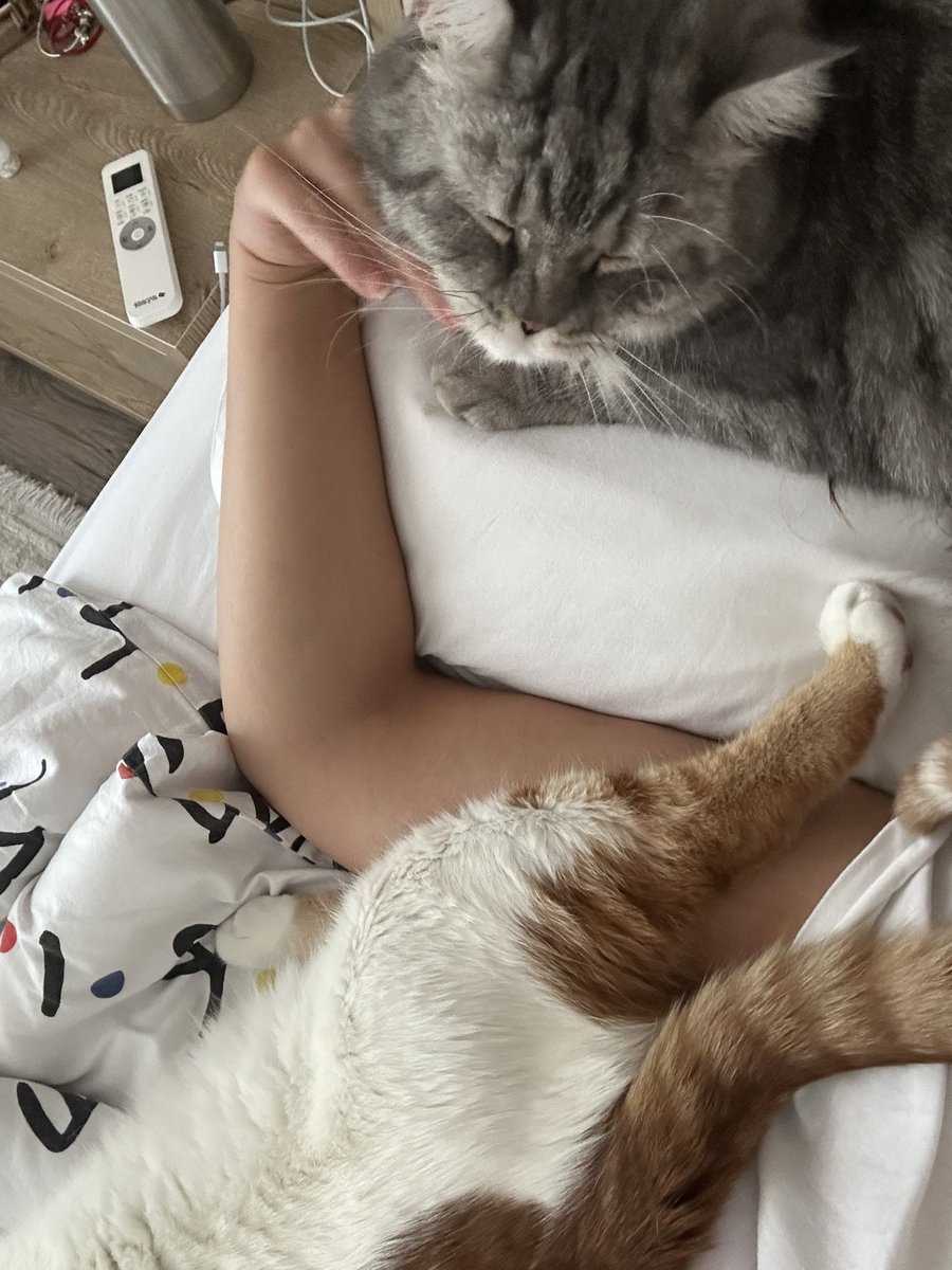 Mukotheobros's tweet photo. Anne kolundan rahat bi yatak yok bu dünyada https://t.co/zGmmKAeWbU