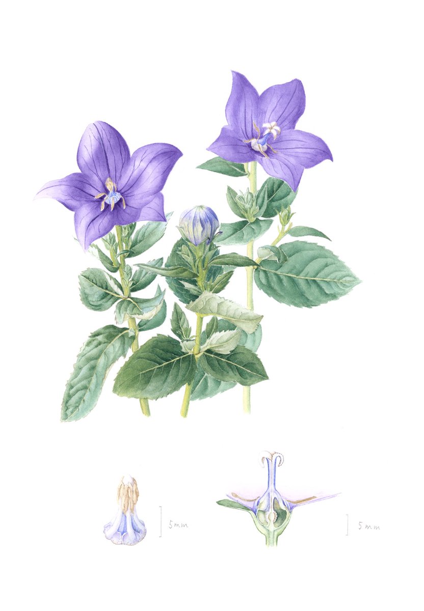🎨🌺 Capturing plants in pencil, pen and watercolour, our RBGE Diploma in Botanical Illustration is ideal for those who want to take botanical illustration to a professional level. Apply for the online course until Sun 11 Aug only. Start your application 👉rbge.cc/3ykkQEH