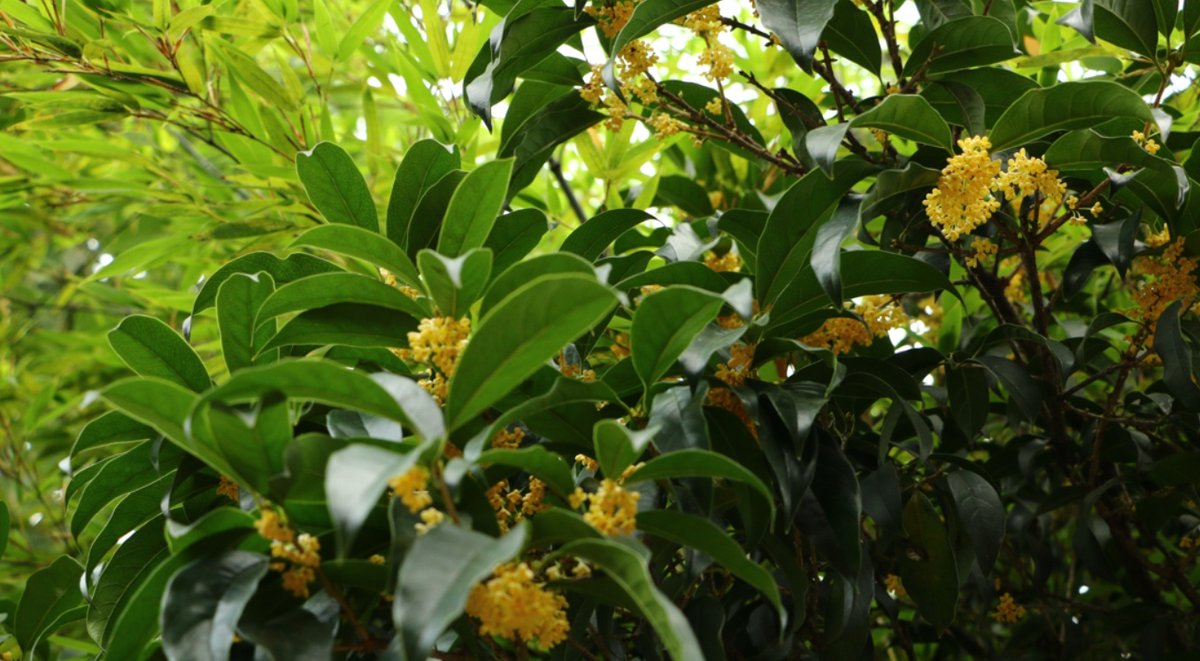 KunmingArea's tweet photo. Craft your own floral infusion 🌸! Our osmanthus syrup, made from sun-dried flowers and sweetened with rock sugar, adds a fragrant twist to your beverages. Just stir into warm water and enjoy the aroma! #OsmanthusSyrup #DIYDrinks https://t.co/lvvhkHs0Ph