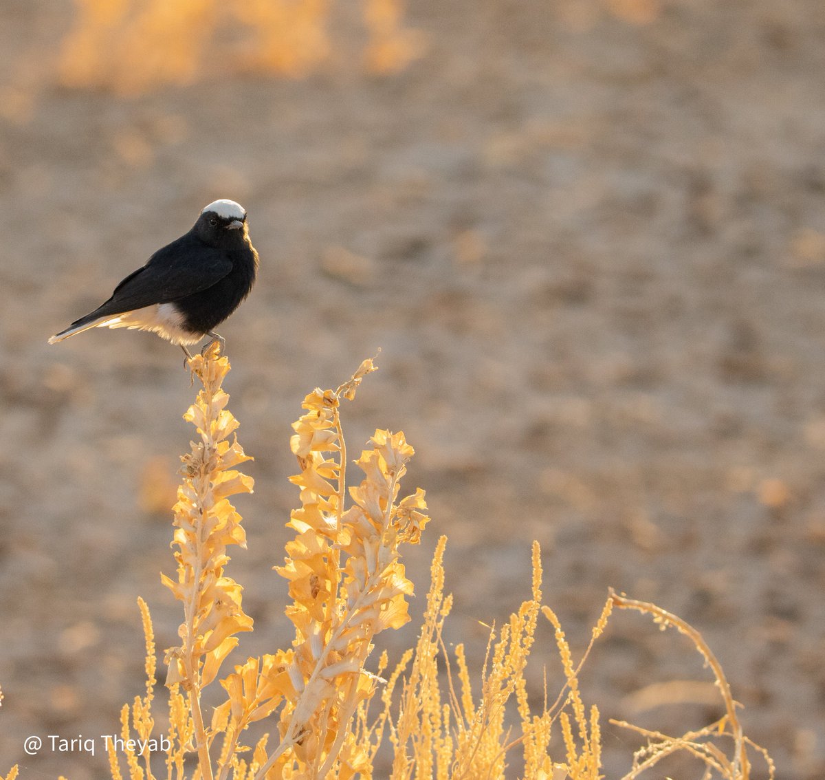 أبلق أبيض الرأس