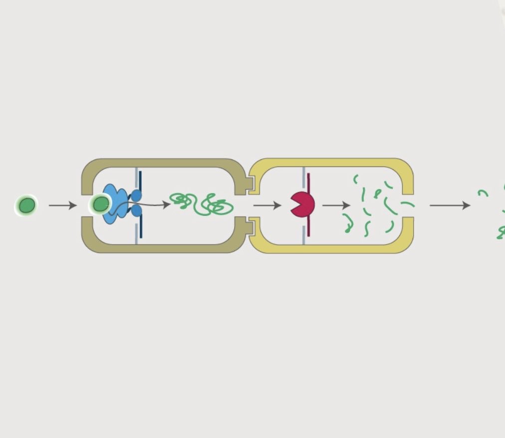 #VCPp97 in a cage! For modular reaction design. Fantastic work by Barbara Sacca’s lab <a href="/unidue_zmb/">ZMB</a>. Great fun to collaborate. Thx to Johannes <a href="/hemmo_lab/">HemmoMeyerLab</a>. Out in Nature Nanotechnology 
doi.org/10.1038/s41565…