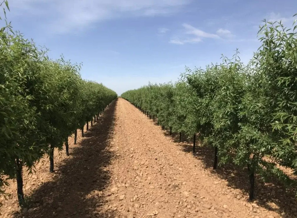 Agromillora_'s tweet photo. 🌿🌰El #almendro autoenraizado en secano adapta el modelo de seto para optimizar el uso del #agua
ℹ️El próximo 19 de septiembre, estaremos en @FEVAL_ Don Benito, en la I Jornada #OLINT sobre cómo rentabilizar los cultivos de #secano.
✏️https://t.co/xQh0fKOiSI
@synergynuts https://t.co/eJnIJLxF9D