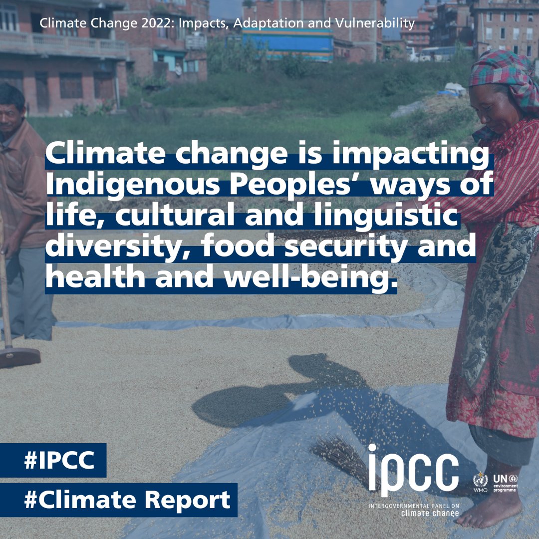 Ahead of #IndigenousPeoplesDay, #IPCC’s 2022 #ClimateReport on impacts, adaptation &amp; vulnerability shows that #Climatechange is impacting #IndigenousPeoples’ ways of life: 

📖cultural &amp; linguistic diversity 
🍞food security 
🥦health &amp; 
🌺well-being

🔗bit.ly/WGIIRept