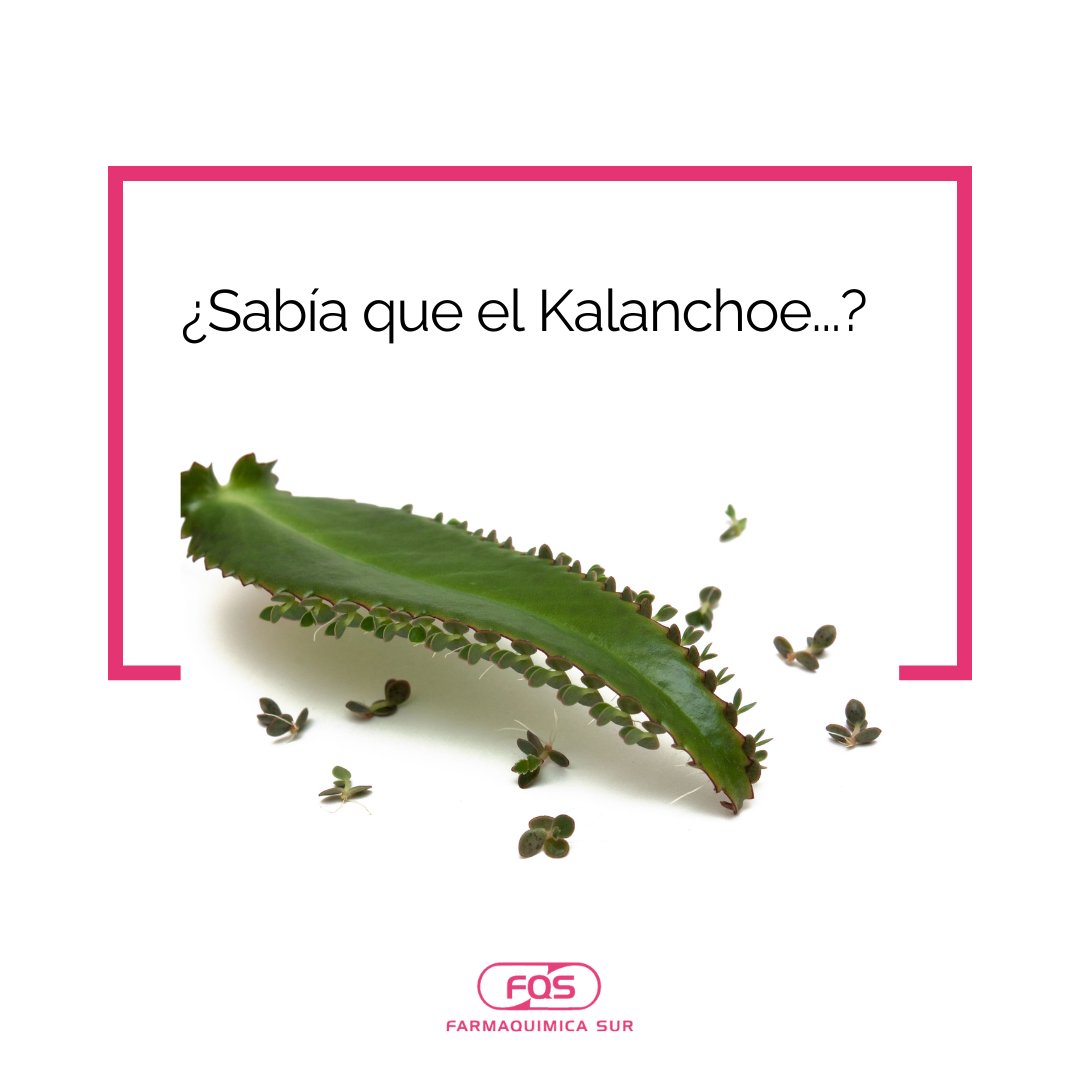 ¿𝐒𝐚𝐛𝐢́𝐚 𝐪𝐮𝐞…? 🌿

El Kalanchoe, planta de origen africano que ha sido utilizada por la medicina tradicional para tratar infecciones, inflamaciones o quemaduras.

Está compuesta por Flavonoides y Bufadienólidos.

 farmaquimicasur.com/kalanchoe-farm…

#FQS #Málaga #Kalanchoe