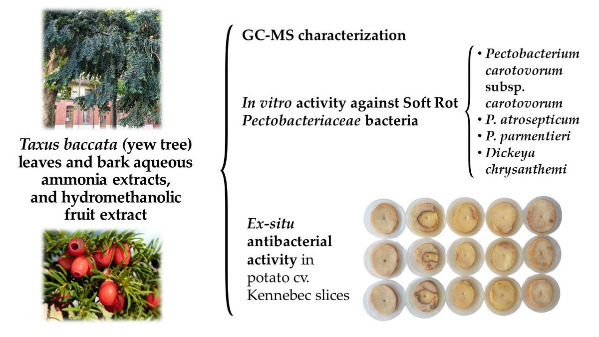 Horticul_MDPI's tweet photo. #Horticulturae - Highly Accessed Paper🍀
📖Title: #Phytochemical Screening and #Antibacterial Activity of #Taxus baccata L. against Pectobacterium spp. and Dickeya chrysanthemi
✍️By Eva Sánchez-Hernández et al.
🔗Link: https://t.co/dR9PB345uh
#academic #publishing @LifesciMdpi https://t.co/halNToTaWW