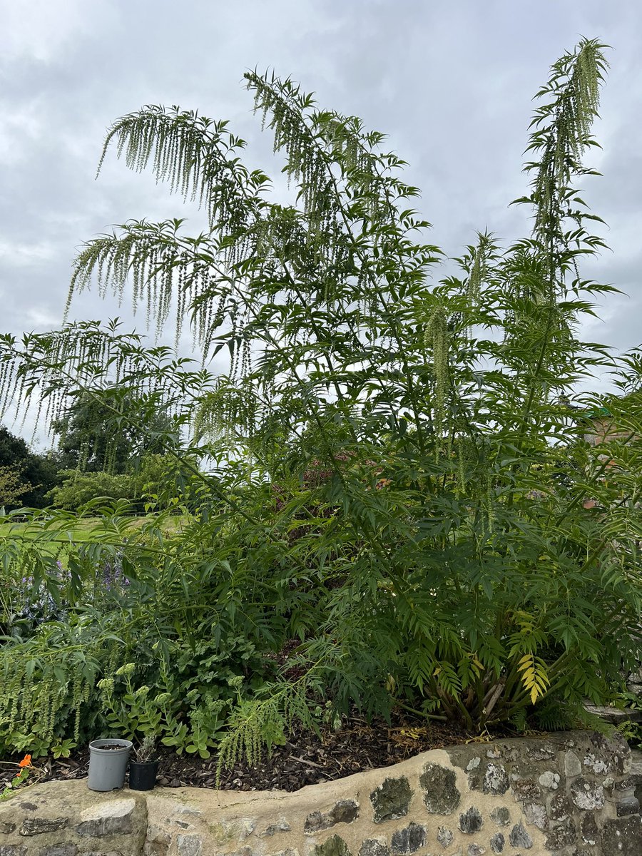 HannahLovegrove's tweet image. March to May to July. This plant is magnificent. I wish I knew its name. Is there a #botanist who can help?#namethatplant