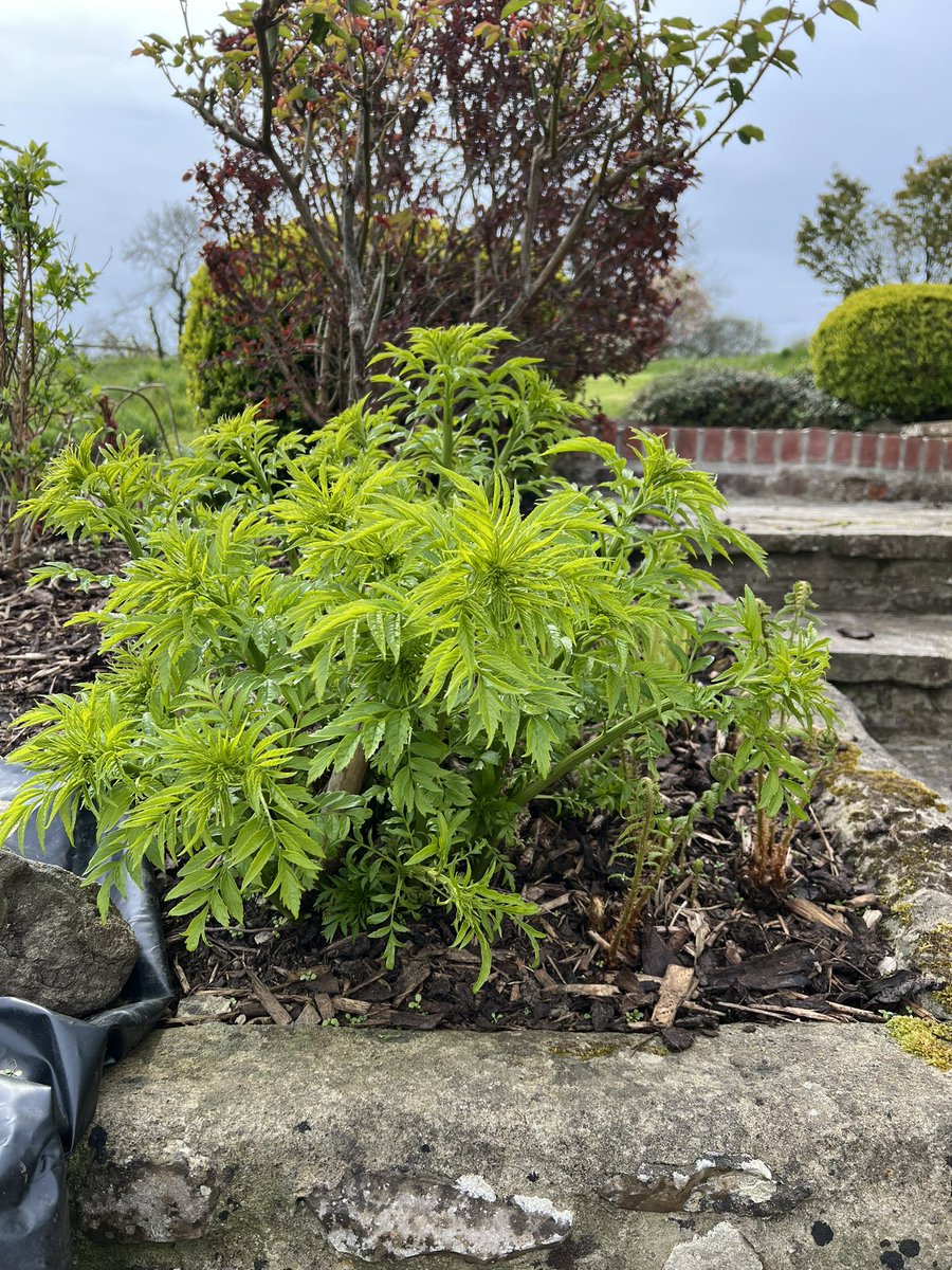 HannahLovegrove's tweet image. March to May to July. This plant is magnificent. I wish I knew its name. Is there a #botanist who can help?#namethatplant