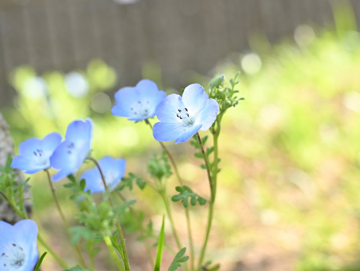 limonene0_0's tweet photo. ひっそりと、凛と咲く
#花の日なのでTLを花で埋め尽くそう https://t.co/1BBIjynVZp