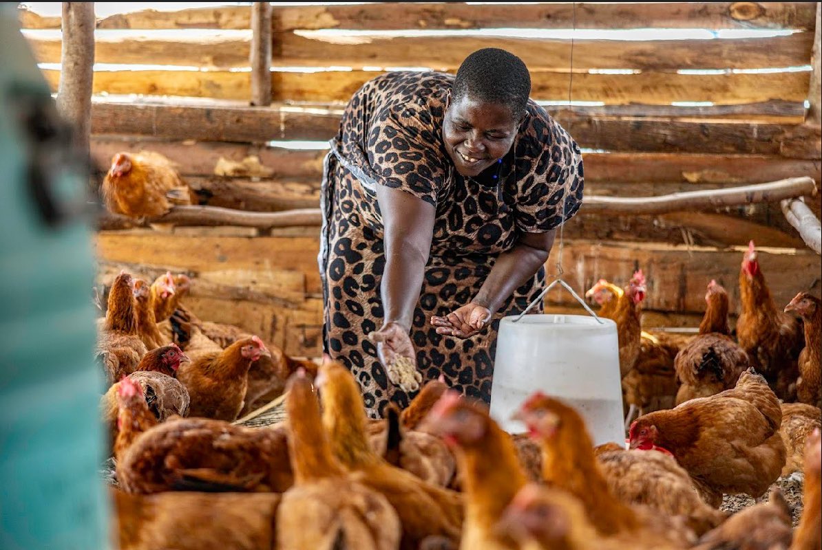 brac_uganda's tweet photo. Given the riskiness of a new venture, the acquisition of capital funding is particularly challenging, and many entrepreneurs deal with it via bootstrapping.
📸One of Our #EmpowermentProgram participant taking care of her poultry business.
#IYD2024 | #PowerHerPotential https://t.co/xqabEe3FId