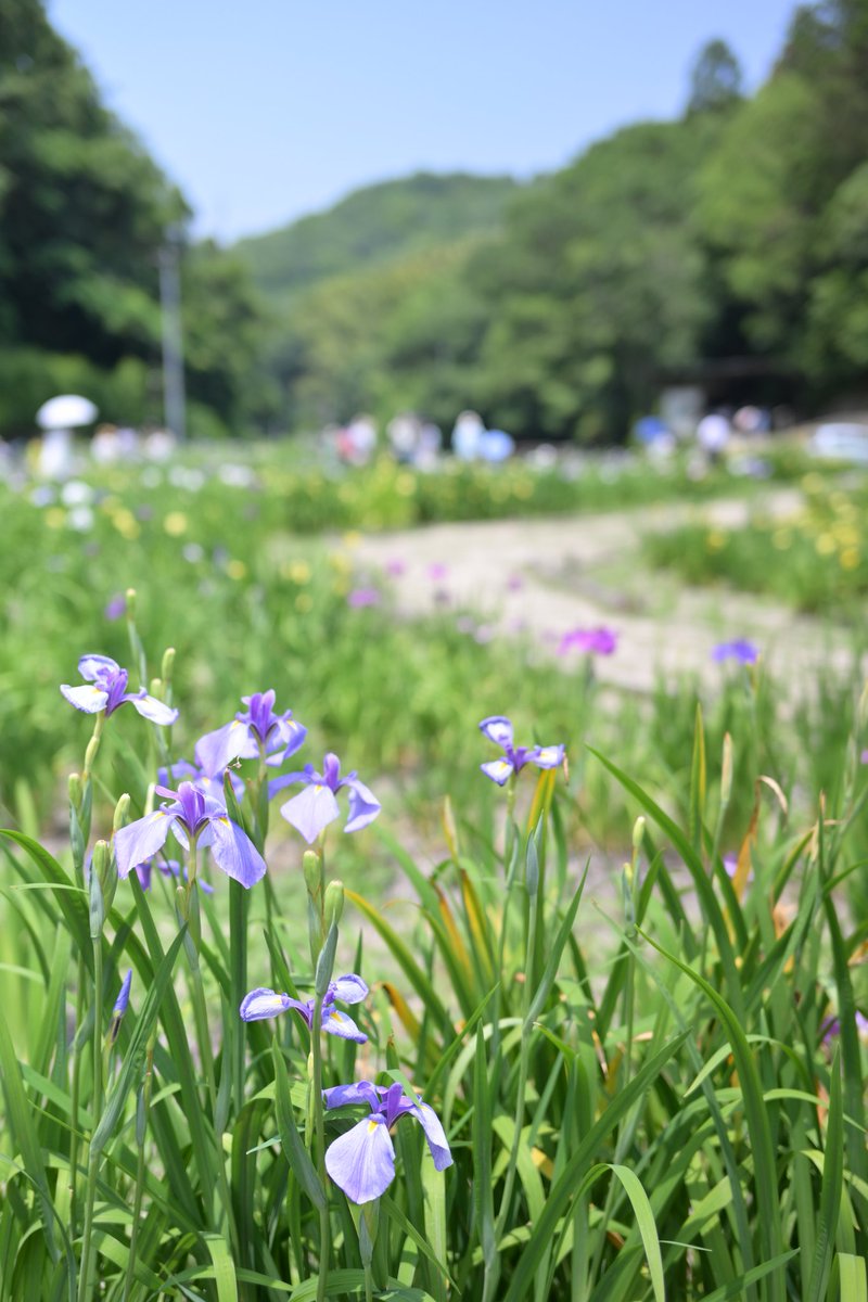 limonene0_0's tweet photo. ひっそりと、凛と咲く
#花の日なのでTLを花で埋め尽くそう https://t.co/1BBIjynVZp