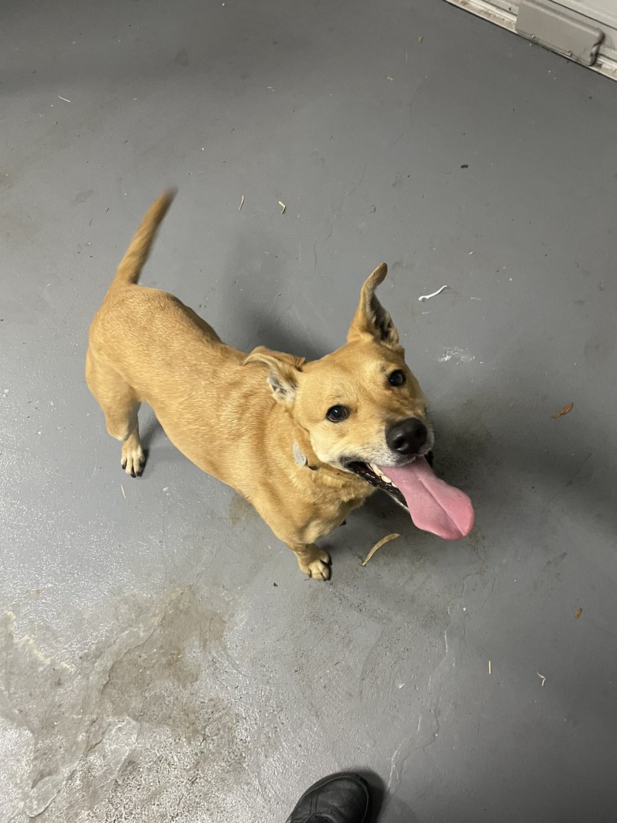 This is Suzie. It seems as though Suzie followed my car into the garage. Suzie has a LOT of energy. When we finally tracked Suzie’s owner down, he said he gets to meet a lot of nice people, because Suzie likes to take herself for walks to meet nice people.