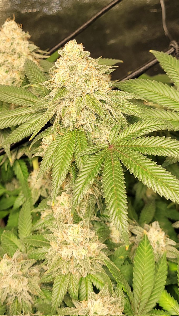 Am Sonntag werden meine 3 süßen Ladys geerntet 💚 bin echt gespannt wie mein erster grow schmeckt 🤩