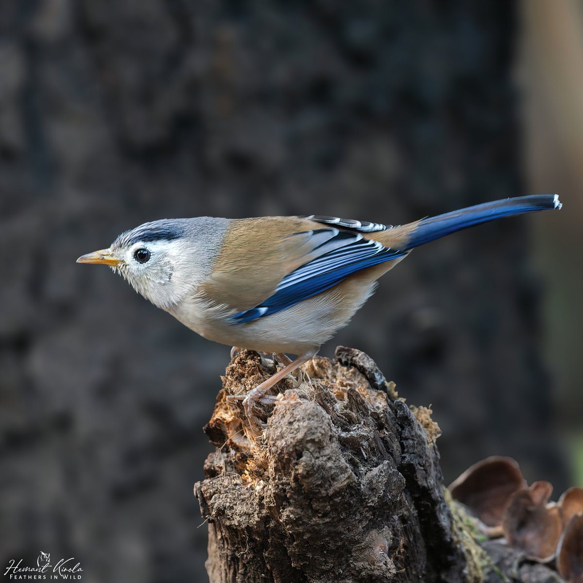 kirola_hemant's tweet photo. A daily dose of new bird.
My Bird No. 79
Blue-winged Minla
Do you have any 'Minla or Laughingthrushes' species in your gallery?
Subscription Tab is now available in my account. Please feel free to subscribe.
#IndiAves #Minla https://t.co/H8P7F5M7Qp