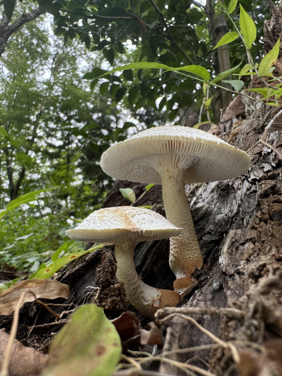 マツオウジさん、良く出てきてくれたね。