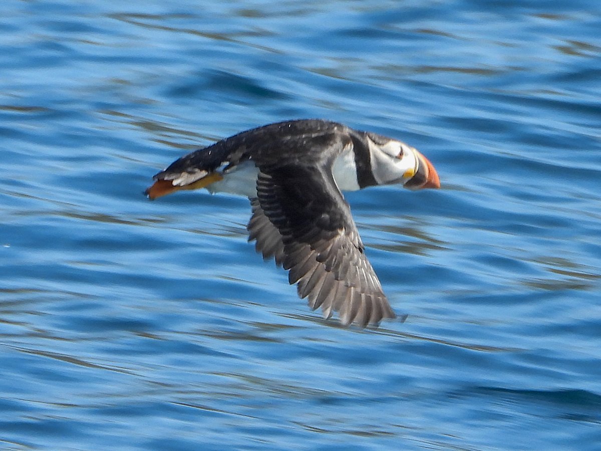 Escape the crowds today and join <a href="/mollybawntours/">Whale & Puffin Tours</a> to see the largest colony of puffins in North America !! #witlessbayecologicalreserve