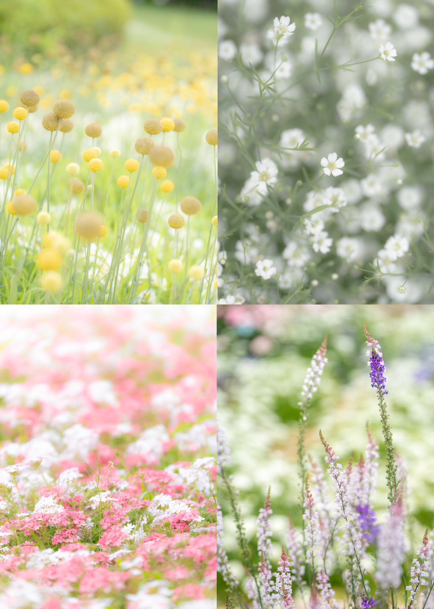 obuchin76's tweet photo. #花の日なのでTLを花で埋め尽くそう

やさしさに包まれて https://t.co/rmgILedfYP