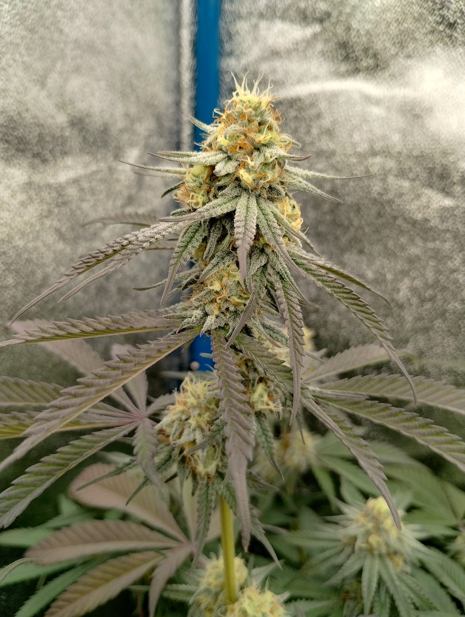 medicgrow's tweet photo. Check out Domonico Padilla's stunning Zkittles Junky in week 5 of flower under the Medic Grow Fold 800 !
๐ท: Domonico Padilla
#GrowLights #medicgrowfold800 #sharetime https://t.co/1Ew9RDNAPz
