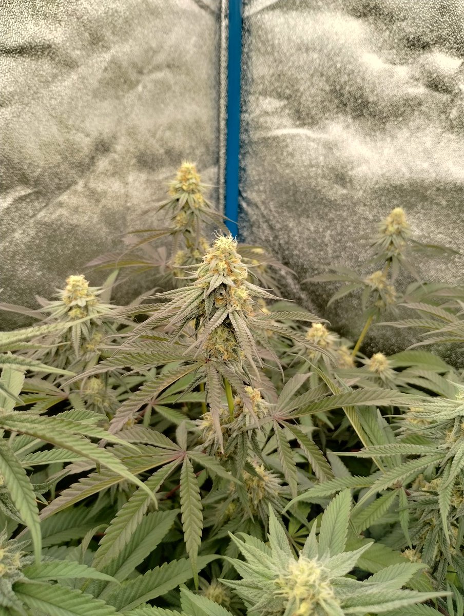 medicgrow's tweet photo. Check out Domonico Padilla's stunning Zkittles Junky in week 5 of flower under the Medic Grow Fold 800 !
๐ท: Domonico Padilla
#GrowLights #medicgrowfold800 #sharetime https://t.co/1Ew9RDNAPz
