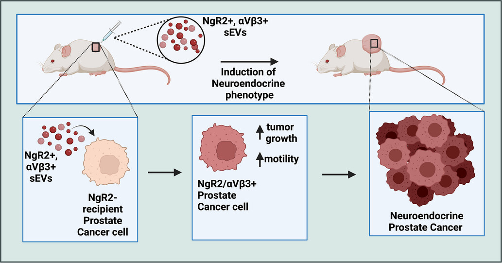 🎉New in #JEV🎉Expression of the αVβ3 integrin affects prostate cancer sEV cargo and density and promotes sEV pro-tumorigenic activity in vivo through a GPI-anchored receptor, NgR2. isevjournals.onlinelibrary.wiley.com/doi/10.1002/je…