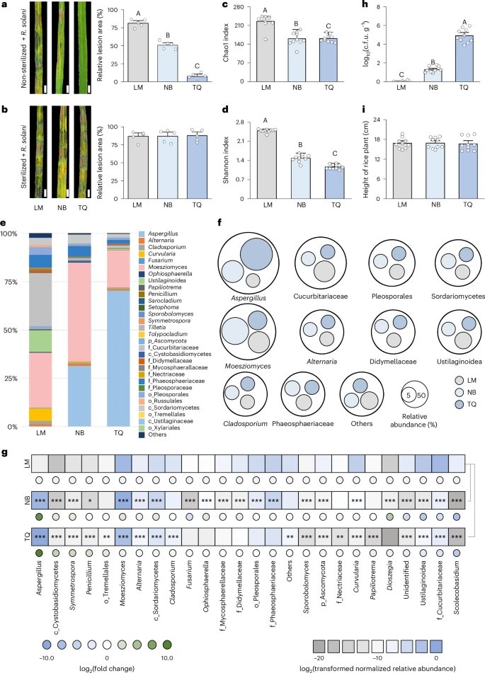 Nature Microbiology (@naturemicrobiol) on Twitter photo Out now: Aspergillus cvjetkovicii protects against phytopathogens through interspecies chemical signaling in the phyllosphere <a href="/MCWZJU/">Mengcen Wang 王蒙岑</a> <a href="/TomiSci1/">Tomi Cernava</a> <a href="/unisouthampton/">University of Southampton</a> <a href="/GBerg_ubt/">Gabriele Berg</a> <a href="/Herry_Hongda/">Hongda Fang</a>
nature.com/articles/s4156… Out now: Aspergillus cvjetkovicii protects against phytopathogens through interspecies chemical signaling in the phyllosphere <a href="/MCWZJU/">Mengcen Wang 王蒙岑</a> <a href="/TomiSci1/">Tomi Cernava</a> <a href="/unisouthampton/">University of Southampton</a> <a href="/GBerg_ubt/">Gabriele Berg</a> <a href="/Herry_Hongda/">Hongda Fang</a>
nature.com/articles/s4156…