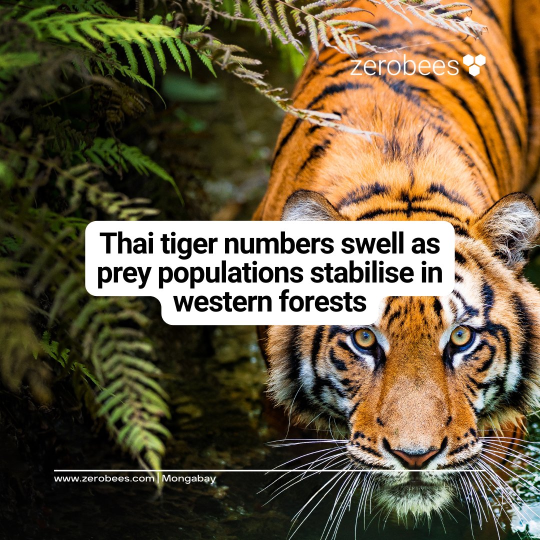 Zerobees tweet media