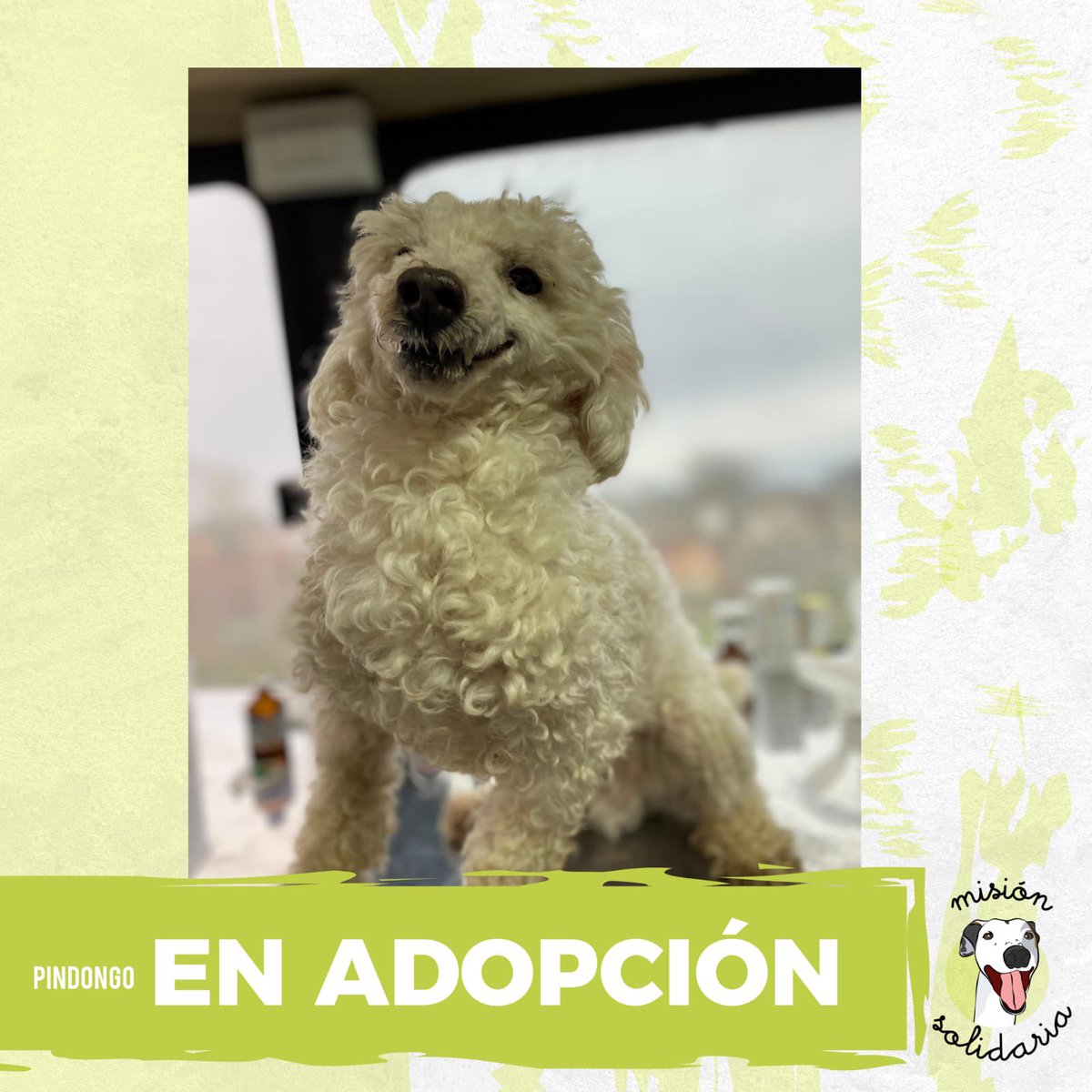 lagarzasosa_'s tweet photo. Pindongo es un caniche de 3 años 
Cuando apareció tenía la cabeza abierta, y no sabemos lo que pasó pero estaba muy delicado
Hoy recuperado le quedó un pequeño tic pero hace una vida súper normal
Busca hogar. Zonas CABA y GBA
misionsolidariatwitter@gmail.com
Asunto: Pindongo https://t.co/0SCAU8EJnf