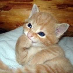 vonessed's tweet photo. karena suami udh sebaik ini, apa ga makin ganteng dimataku 😭 jgnkan dia ngajak malah jadi aku yg minta 😭😭😭😭😭😭😭😭😭 https://t.co/DGAP1BP7yM