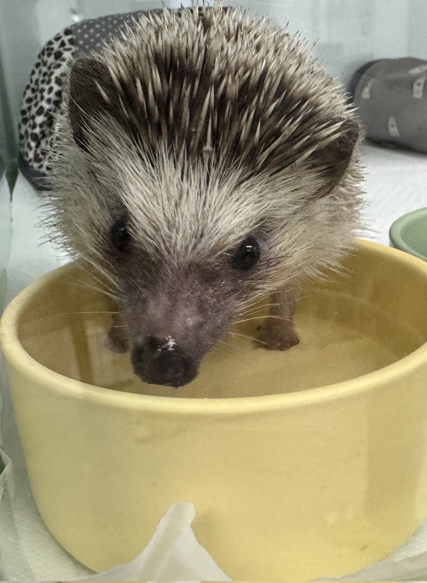 광주동물보호소에 또 유기도치가...ㅠㅠ 전과 달리 이젠 제가 임보하기도 어려운 상황입니다ㅠ
입양의사가 있으시다면 꼭 최대한 빨리 광주광역시동물보호소로 연락 주세요!
062-571-2808