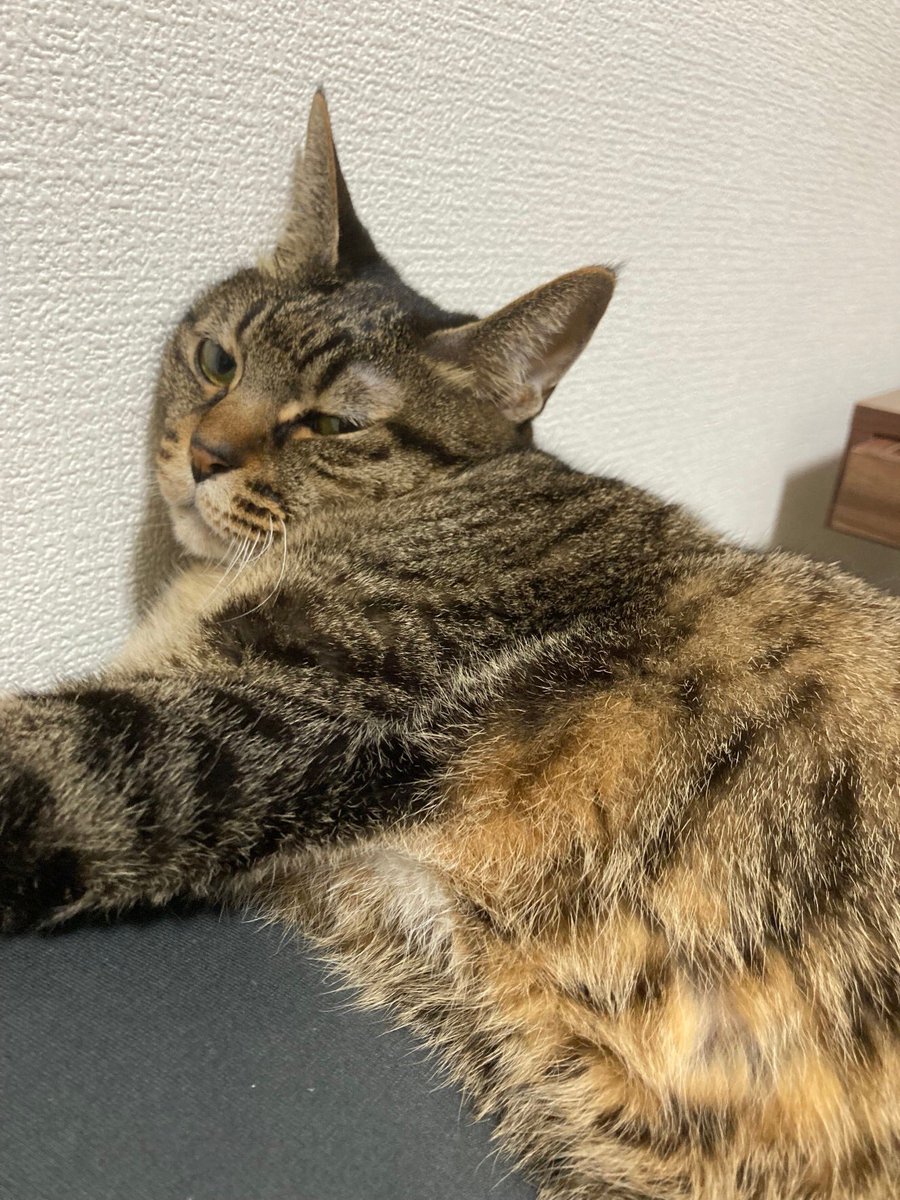 riariu05's tweet photo. 皆さんお疲れ様です🐈
毎日暑いですね💦
りあちゃんも暑そうです...😔
#猫　#ねこ
#猫のいる暮らし 
#cat 
#キジトラ
#キジトラ猫 https://t.co/5jkfF0rO1G