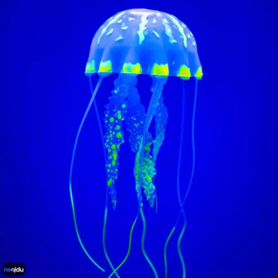 denizanları hem kalpsiz hem de beyinsizdir