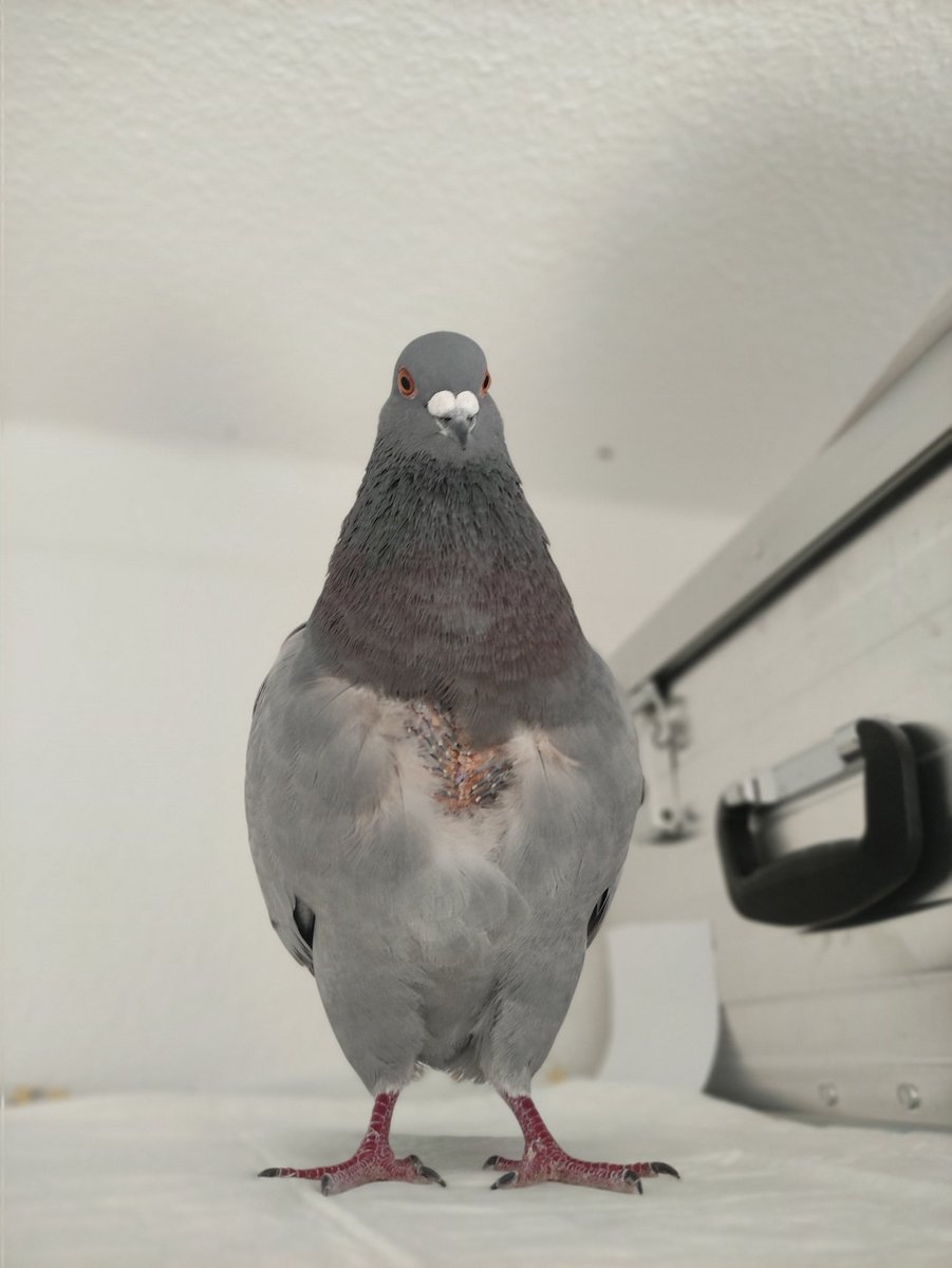PIT_Taubenherz's tweet photo. Na, wer hat mich denn da eben ohne Verband begrüßt?! Wunde sieht toppi aus. 😍 #Mariechen https://t.co/GY2nQHIlsg