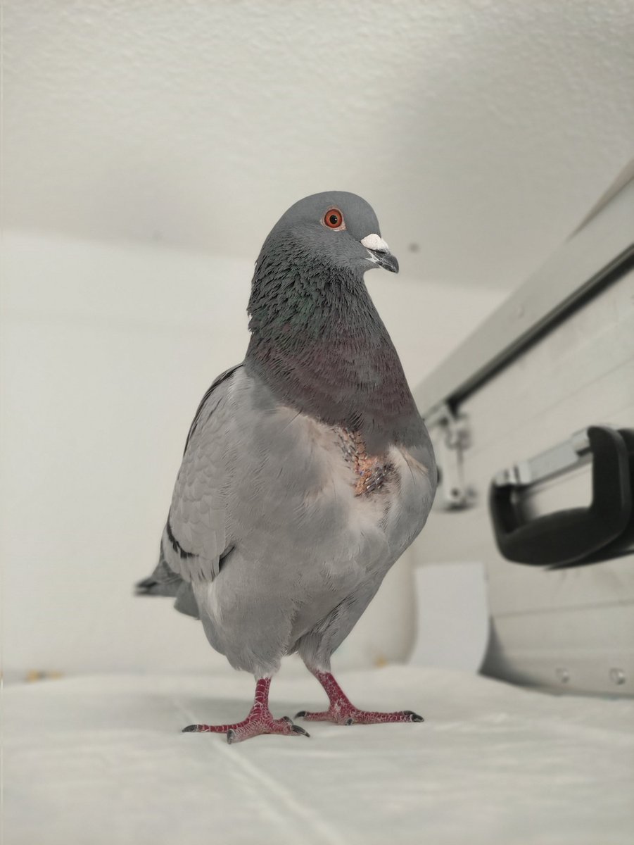 PIT_Taubenherz's tweet photo. Na, wer hat mich denn da eben ohne Verband begrüßt?! Wunde sieht toppi aus. 😍 #Mariechen https://t.co/GY2nQHIlsg