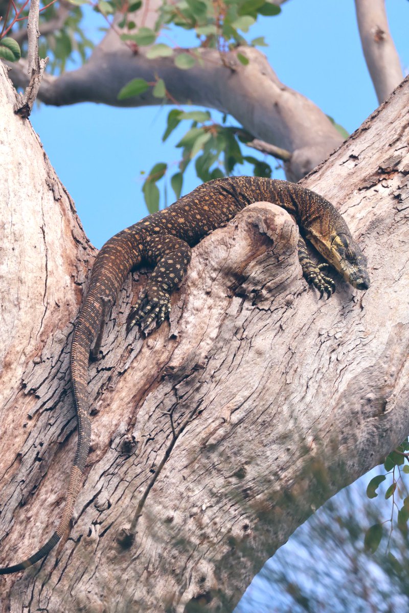 StellaBella67's tweet photo. Check out this guy! (FYI- he was really high up in the tree. 😁)
#LaceMonitor
#Lizard https://t.co/G1rjjnt1WD