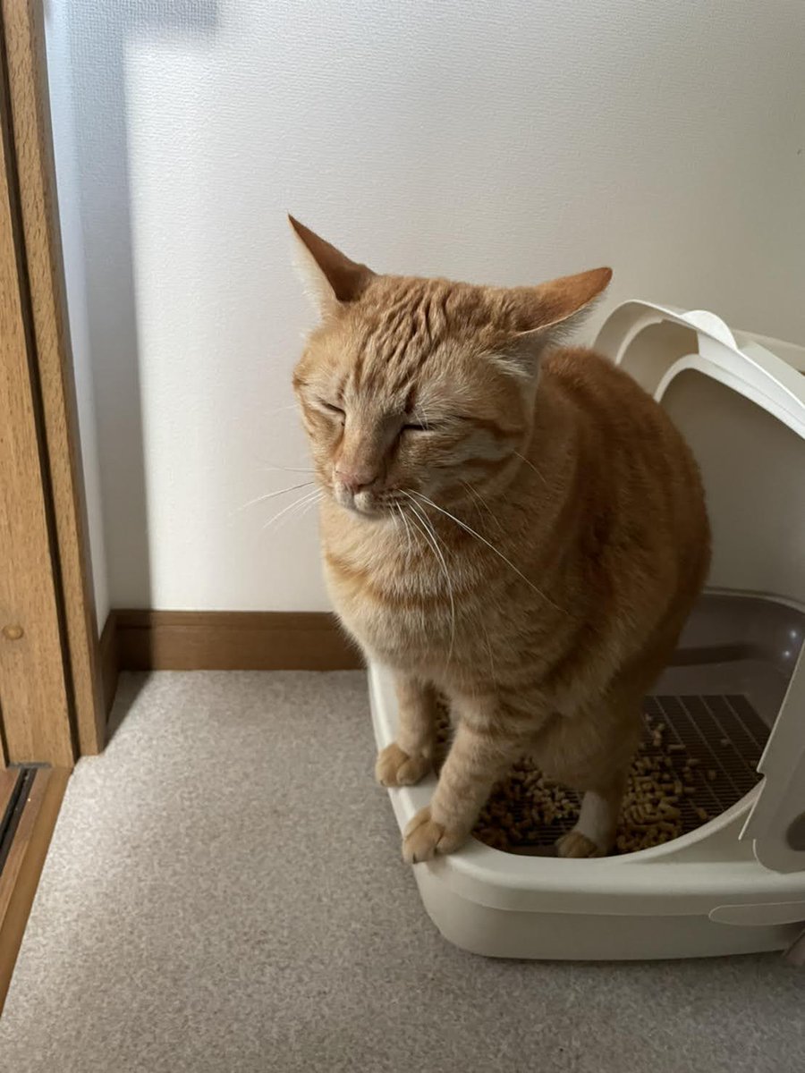 Ikumitrek's tweet photo. こんばんは!
夜のうちのこシリーズ🐈⬛
$gemz
$RICY
$PQX @JoinPlanetQue
@METASTREETXYZ
#DMTP
@ZentryHQ
$ZENT #Zentry
$Lingo #lingoisland https://t.co/R4RblfCOmt
