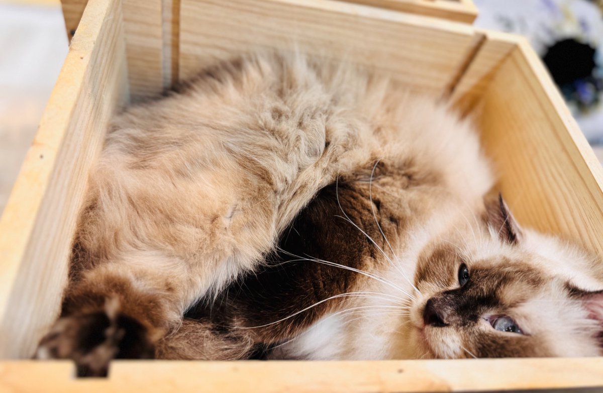 您好不好意思，您訂的一箱貓來囉🥤