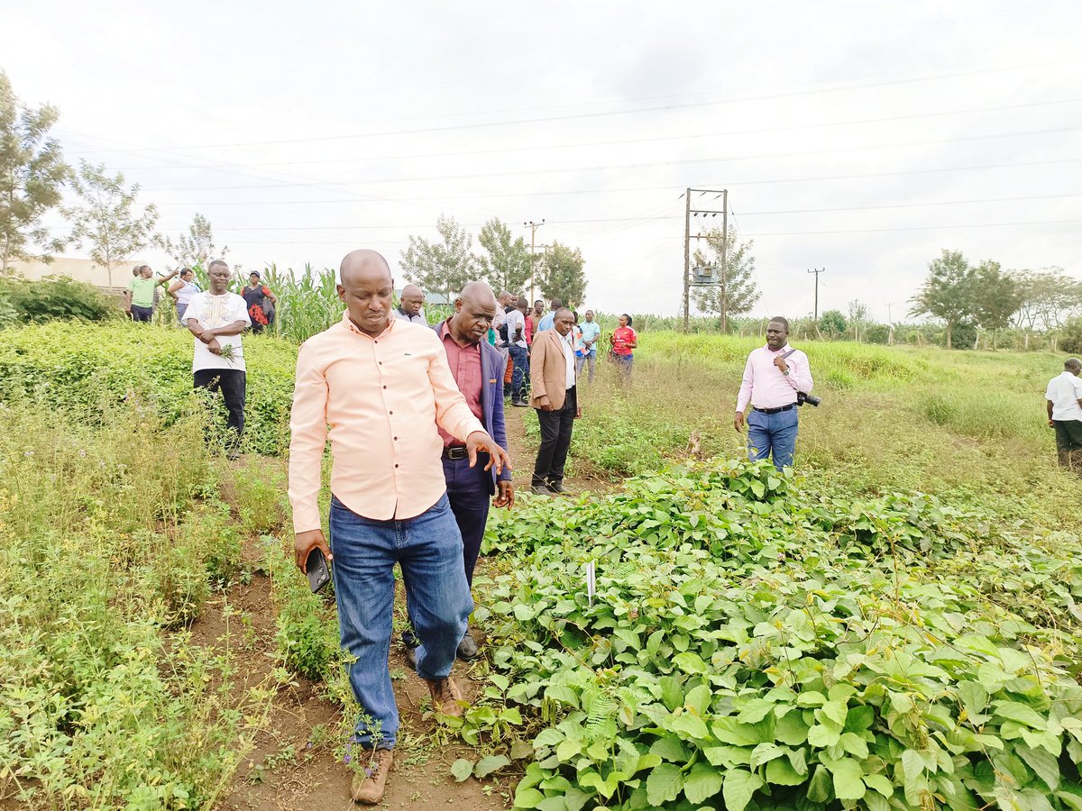 RWEBITABA ZARDI tweet media